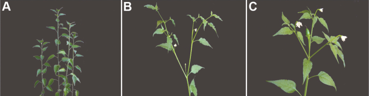 Pepper plant development: single stem, first fork at first flower, then repeated branching