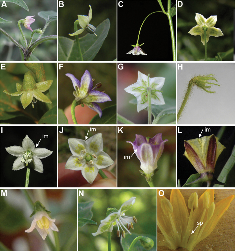 Panel of Capsicum flower diversity across 15 species