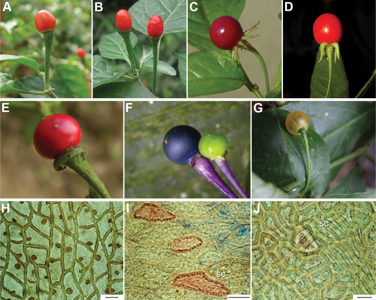 Fruit diversity in wild Capsicum species