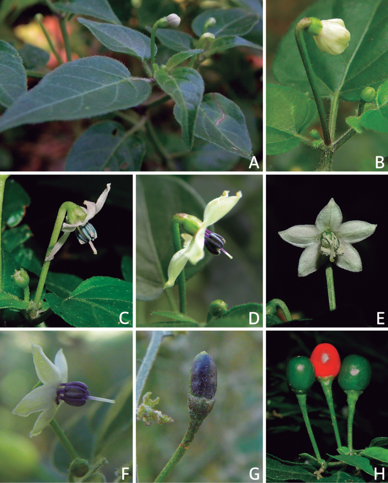 Capsicum annuum var. glabriusculum — the chiltepin